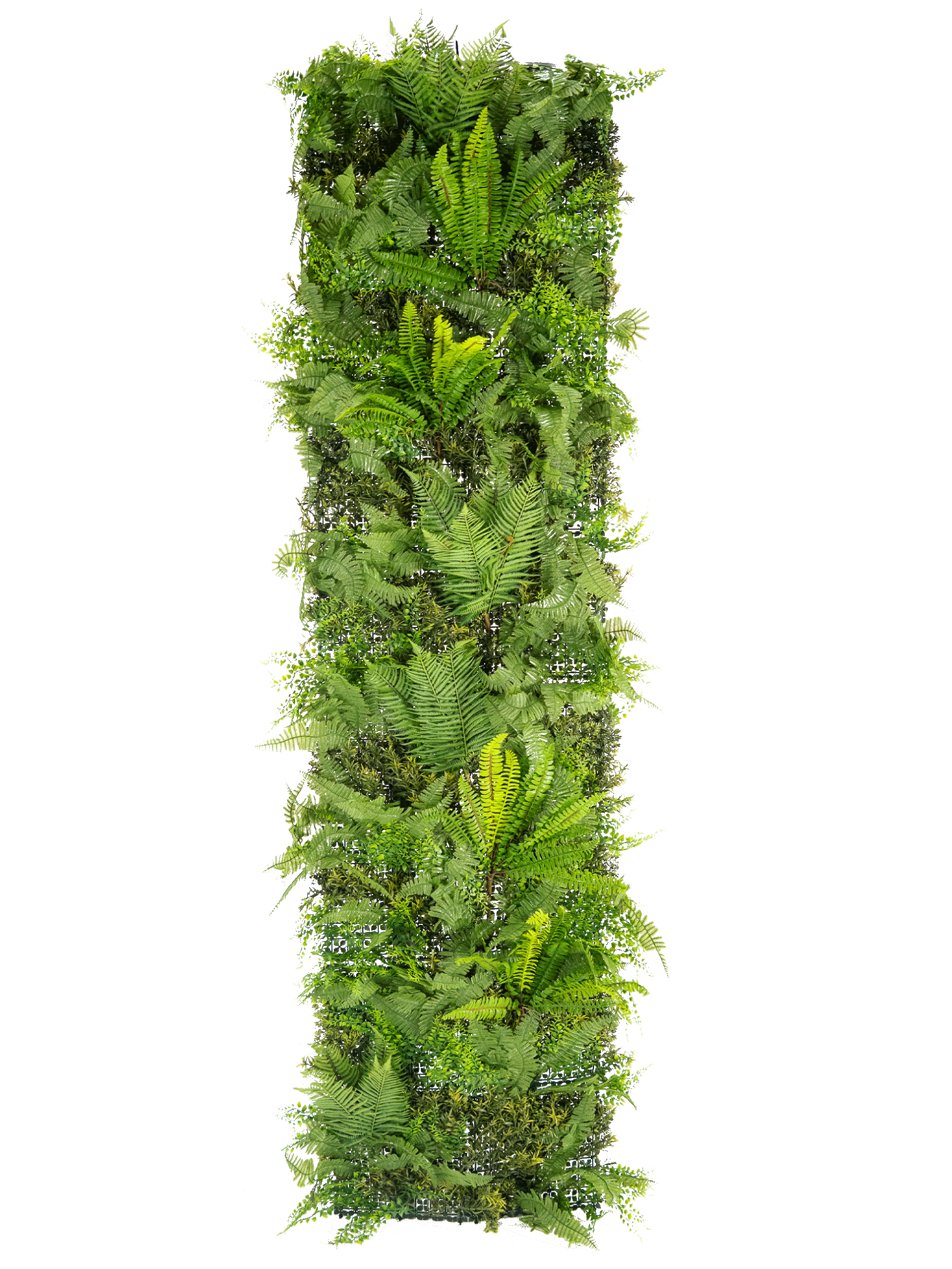 FERNSCAPE