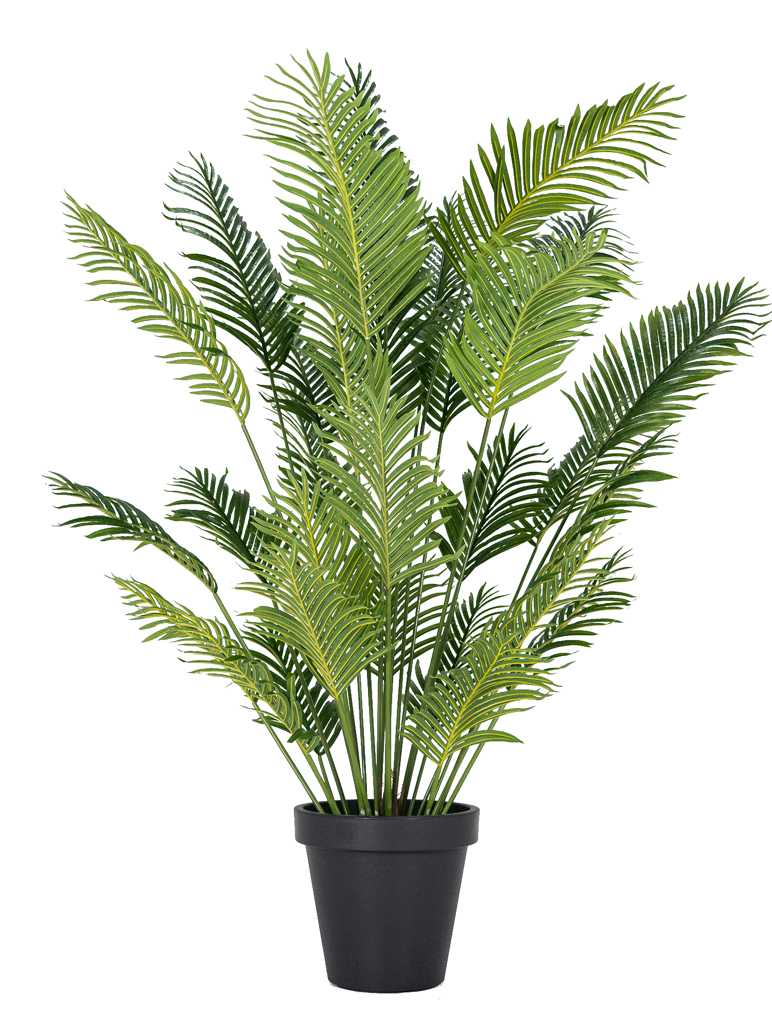 tropicana